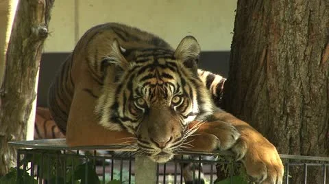 Close-up of Tiger Stock-Footage 22424806