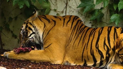 Close up of tiger Stock Footage 135285726