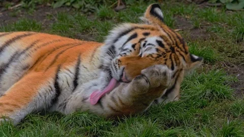 Close up tiger grooming itself by licking its paw while lying on green grass Stock Footage 340076599