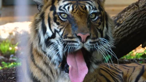 Close up of tiger head Stock Footage 135590237