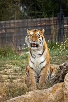 Close-up tiger in its enclosure Stock Photos