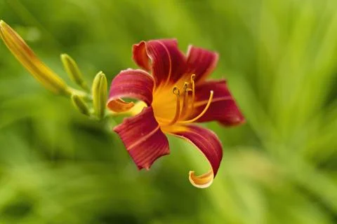 Close up of a tiger lily. Stock Photos