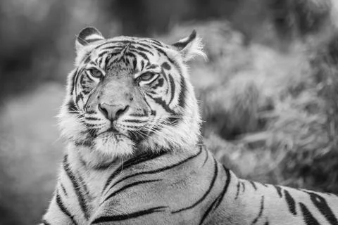 Close up of tiger looking directly at camera Фото