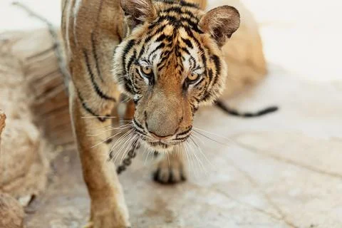 Close-up of a tiger looking straight at the camera, Kanchanaburi, Thailand Stock Photos