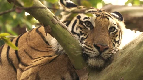 Close Up of Tiger Lying on Tree Branch 库存影片 251210529