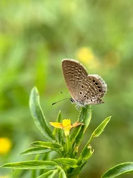 Close-up of a tiger moth on a green leaf (8) Fotos Stock