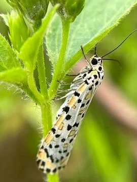 Close-up of a tiger moth on a green leaf (4) Stockfoto's