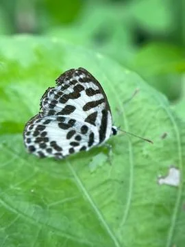 Close-up of a tiger moth on a green leaf (3) Fotos Stock