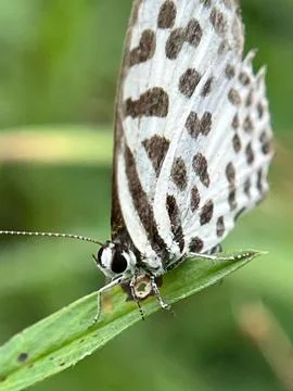 Close-up of a tiger moth on a green leaf (12) 库存照片