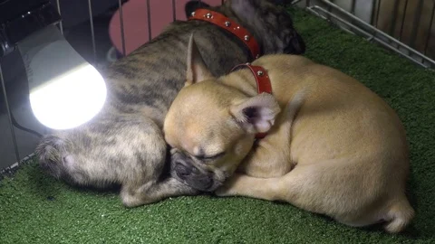 Close up of tiger pattern and brown french bulldog sleeping Video stock 82449633