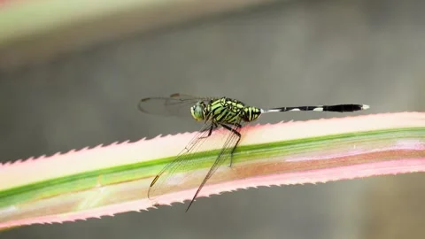 Close Up of Tiger Pattern Dragonfly in Nature Stock Footage 325685348