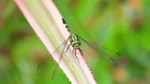 Close Up of Tiger Pattern Dragonfly in Nature Stock Footage 325685424