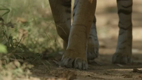 Close Up of Tiger Paws Walking Stock Footage 211832592