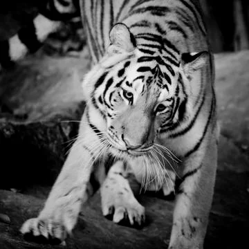 Close Up Tiger Stock Photos