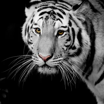 Close Up Tiger Stock Photos