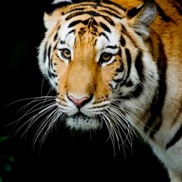 Close Up Tiger Stock Photos