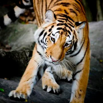 Close Up Tiger Stock Photos
