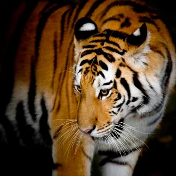 Close Up Tiger Stock Photos