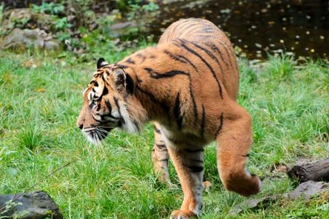 Close up of a Tiger Stock Photos