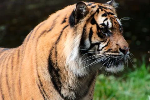 Close up of a Tiger Stock Photos