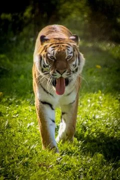 Close up of Tiger Stock Photos
