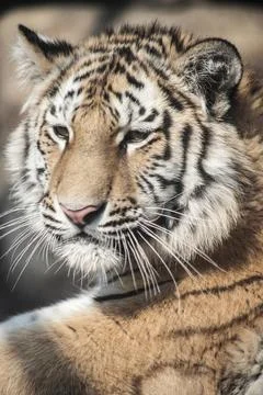 Close-up of a  tiger. Stock Photos