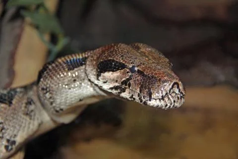 Close up of tiger python Photos