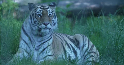 Close-up of a Tiger Resting in the Grass Stock Footage 266699987