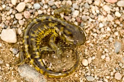 Close up Tiger Salamander Stock Photos