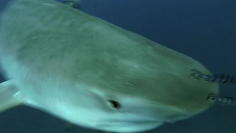 Close-up of a tiger shark. Video stock 183390046