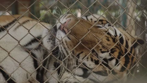 Close up of tiger sleeping in a cage (HD) Stockbeeldmateriaal 146058202