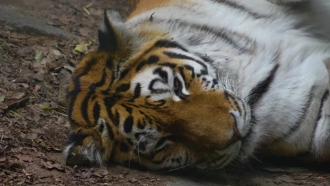 Close up tiger sleeping Stock Footage 254930983