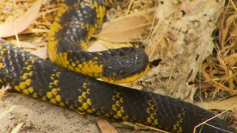 Close up of a tiger snake coiled on sand Stock Footage 112339652