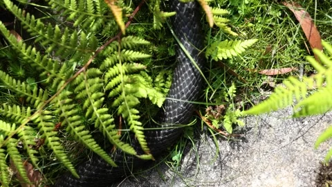 Close-Up of Tiger Snake Slithering Through Lush Green Grass in Tasmania Stock Footage 334016598