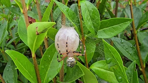 Close up of a tiger spider forming an egg cocoon, detailed slow motion view.. Stock Footage 320164503
