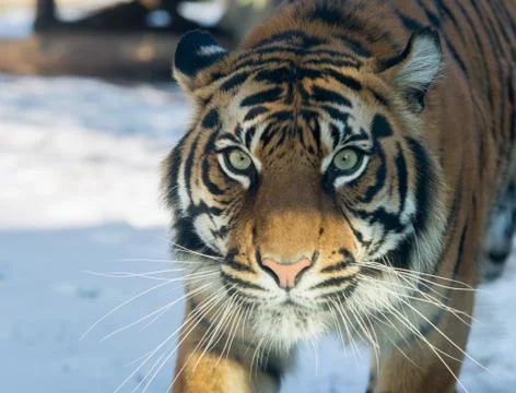 Close up on tiger in the winter Stock Photos