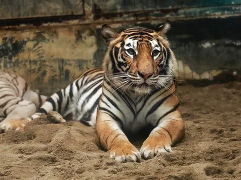 Close up of a tiger in the zoo Stock Photos