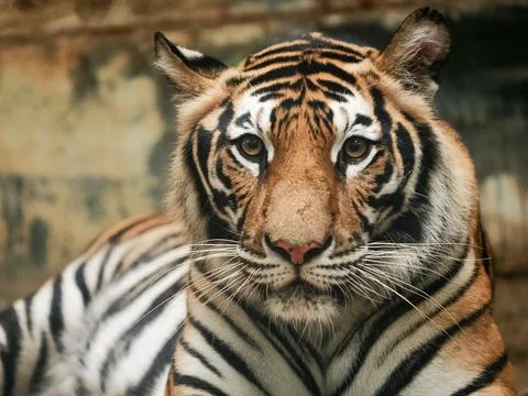 Close up of a tiger in the zoo Stock Photos