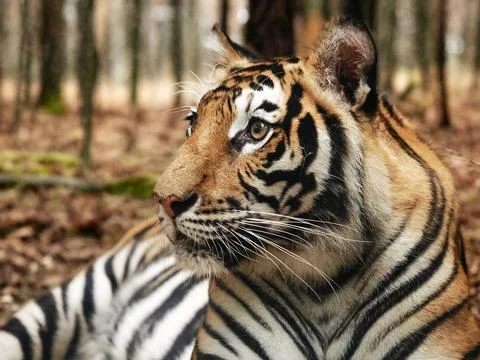 Close up of a tiger in the zoo Foto stock