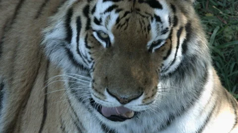 Close up of tiger's face and tongue. Stock Footage 59772363