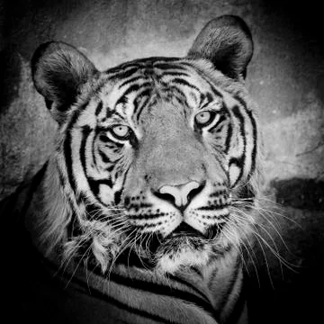 Close up of a tiger's face with bare teeth of Bengal Tiger Stock Photos