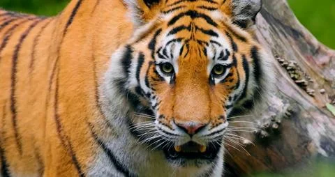 A close-up of a tiger's face Stock Photos