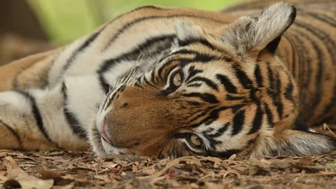 Close up of tigers face while  sleeping , Ranthambhore Tiger Reserve Stock Footage 320630015