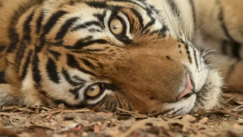 Close up of tigers face while  sleeping , Ranthambhore Tiger Reserve Stock Footage 320630050