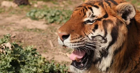Close-up of tiger's muzzle. Tiger yawning and squinting. Slow motion 120 fps Stock Footage 251728040