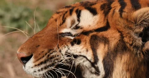 Close-up of tiger's muzzle. Tiger yawning and squinting. Slow motion 120 fps Stock Footage 251728057