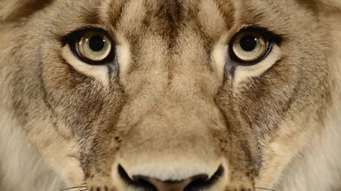 Close-up of a tigers piercing eyes staring directly at the camera Stock Footage 316699156