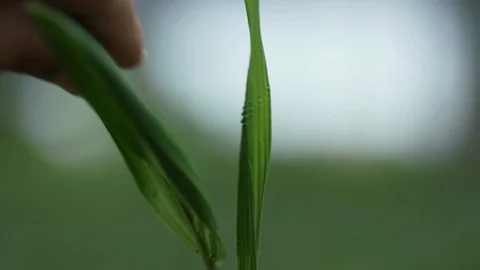 Close up tight shot as a hand cleaning young coyol palm tree seedlings Stock Footage 101690023