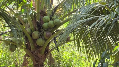 Close up of tightly grouped coconuts growing near the palm trunk with layered Stock Footage 327837440