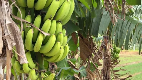 Close up of tightly packed green bananas growing in a dense cluster with open Stock Footage 328024807